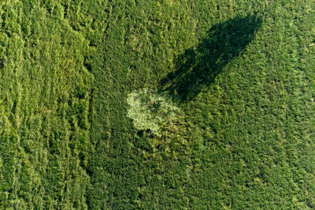 Aerial view of a lonely tree casting a long shadow in the middle of a green fieldの写真素材