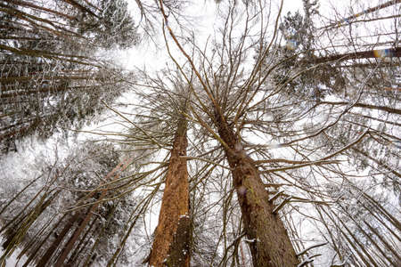 Old dried spruce with peeled bark in a winter forest, fish-eye effect
