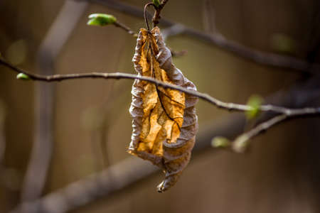 Old dry leaves and new buds on the branches of the tree. Renewal in natureの写真素材