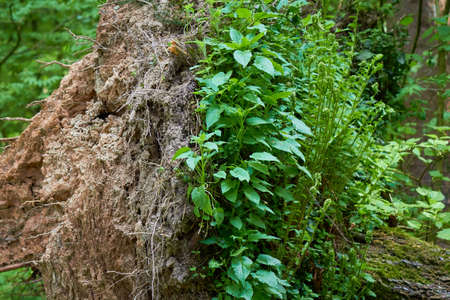 The roots of the tree are exactly half covered with vegetation. Upside down plants stretch up...