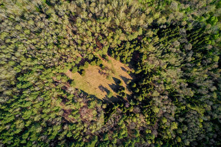 View of a clearing in a mixed forest from a great height, flying over the forestの写真素材