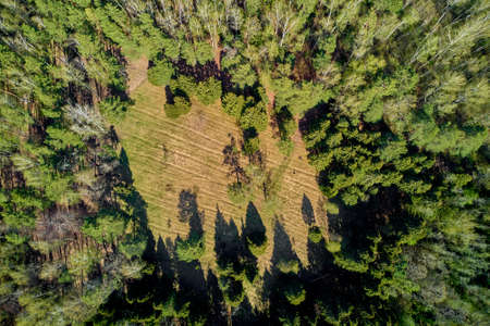 A glade in a mixed forest from a height, aerial view