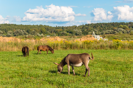 Donkey and horses grazing on green meadow, rural landscapeの写真素材
