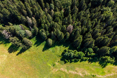 View of the coniferous forest from a great height, flight over the forestの写真素材