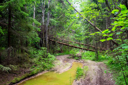 Forest road with puddles and windbreak, forest jungleの写真素材