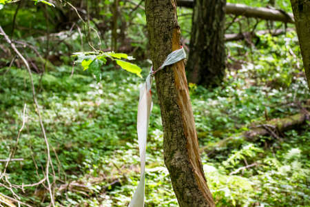 Ribbon tied on a tree trunk in the forest, warning signの写真素材