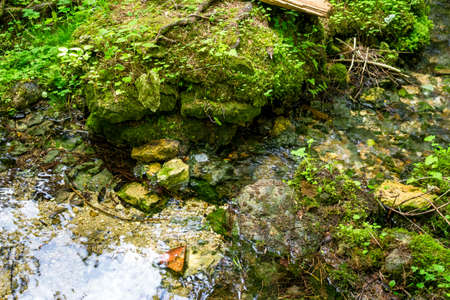 Stream flowing between stony limestone rocks in the forestの写真素材