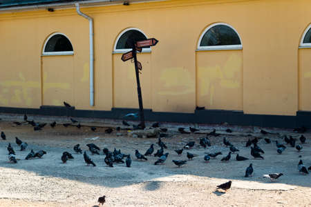 City pigeons on the square near the store take shelter in the shade from the hot sun: Borovsk, Russia - June 2021のeditorial素材