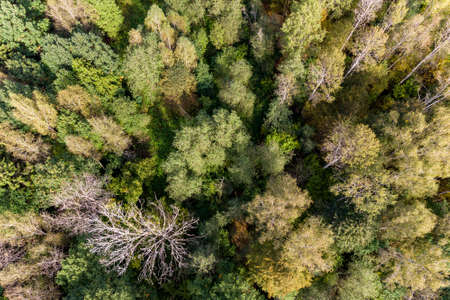Aerial view of mixed green forest in flight, forest landscape from aboveの写真素材