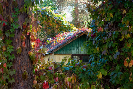 Cozy rural house overgrown with colorful Virginia creeper leaves, autumn landscapeの写真素材