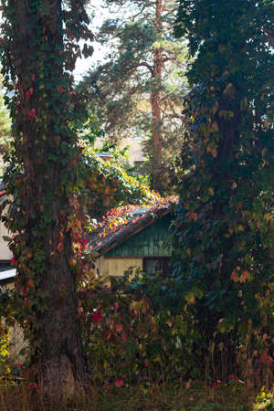 Cozy rural house overgrown with colorful Virginia creeper leaves, autumn landscapeの写真素材