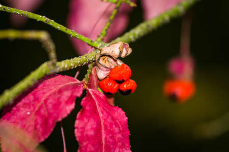 Ripe fruits of warty euonymus (Euonymus verrucosus) on branchesの写真素材