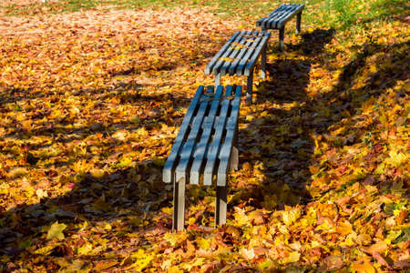 Three benches surrounded by fallen autumn maple leaves, a fragment of golden autumnの写真素材