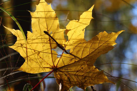 Fallen yellowed maple leaf close up in the grass, autumn beautiful backgroundの写真素材