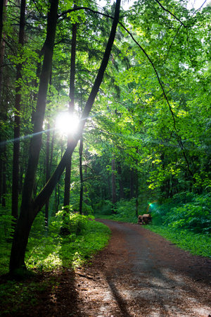 Green mixed forest park with hiking trail, vertical view