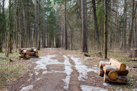 Forest park with placed log benches made from fallen trees