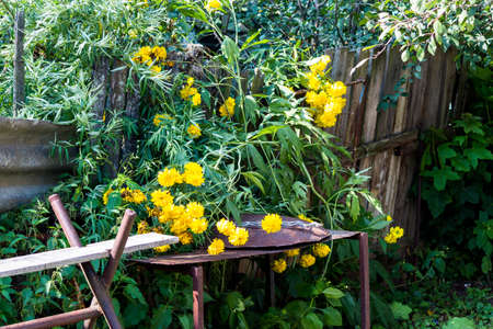 Fragment of a village plot with flowers by the fence and a rusty table
