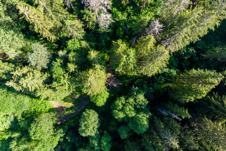 Tops of coniferous trees in a wild forest, aerial view in flight