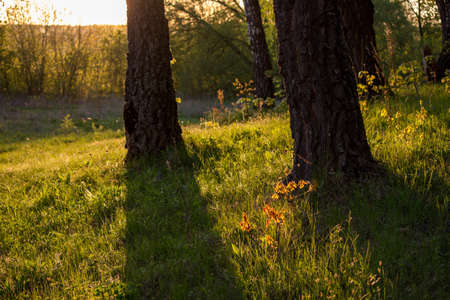 A picturesque lawn at the edge of a birch grove on a warm spring evening