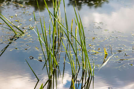 River plants and algae growing on the shore of a reservoir in the waterの写真素材