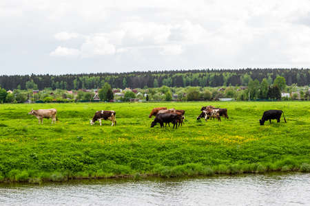 Herd of rustic cows grazing in the meadow next to the riverの写真素材