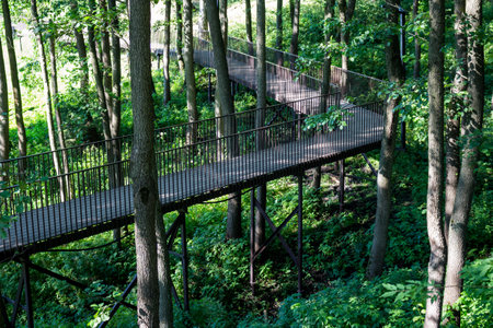 View of the walking bridge going on a hill in the forest between the treesの写真素材