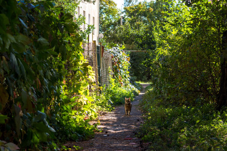 Pedestrian path between the fences of the plots and a cat sitting on the pathの写真素材