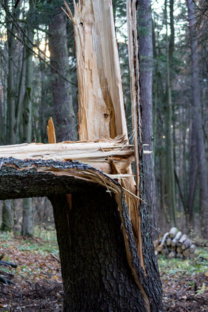 Broken spruce trunk in the forest after a windbreaker, vertical view