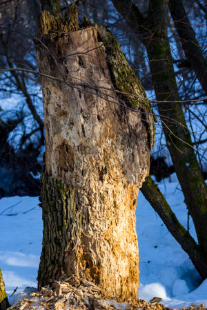 A rotten tree stump eaten by insects against the background of snow-covered natureの写真素材