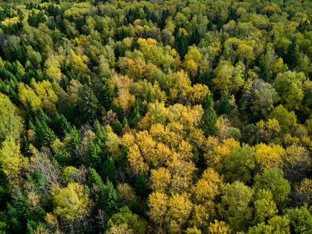 Flight over mixed autumn forest in yellow-green colors