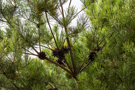 Pine cones and branches with large needlesの写真素材