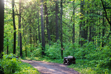 Summer forest park with a walking path and benches made of old logs on the path for recreation