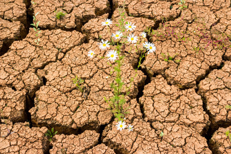 A wild flower with white petals growing on dry and cracked groundの写真素材