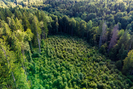 Forest clearance overgrown with young trees from the airの写真素材