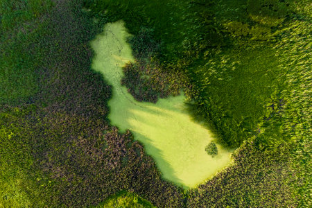 Top view of a swamp overgrown with vegetation