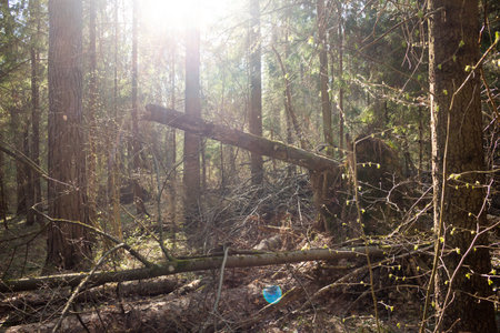 Impenetrable blockage of branches and trees in a sunny forest