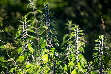 Wild plant motherwort Leonurus quinquelobatus growing in the fieldの写真素材