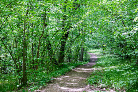 Walking path passing through the forested area on a sunny day