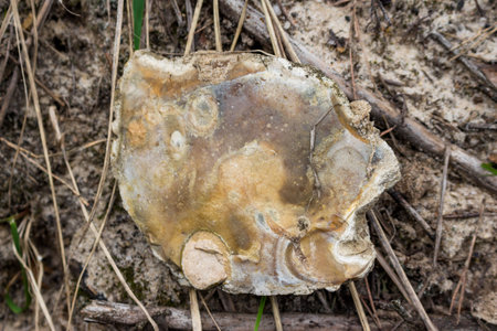 A simple fragment of flint covered with patina lying on the ground