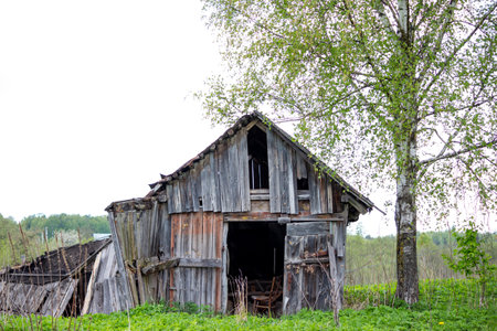 An old wooden barn and a birch growing nearby in the countryside