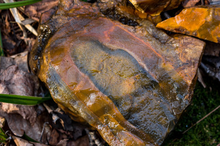 Patterned flint with a concentric-zonal pattern in nature, searching for colored stonesの写真素材