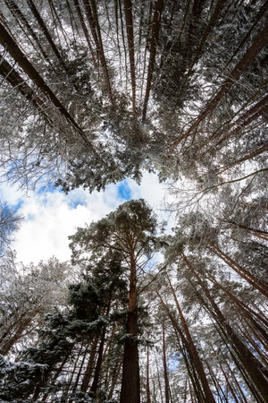 Tall pines in a winter forest closing overhead