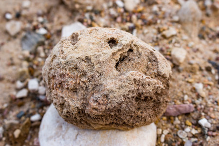Fossilized sponge Chaetetes spherical shape replaced by chalcedony, Russia