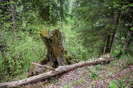 Old stump from a withered village on a steep slope in the forest