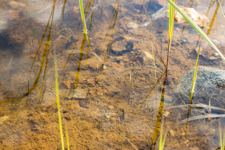 Silty bottom with stones on a shallow transparent pond, natural backgroundの写真素材