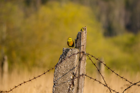 A post of an old fence on which a yellow Yellowhammer bird sits and rusty barbed wireの写真素材