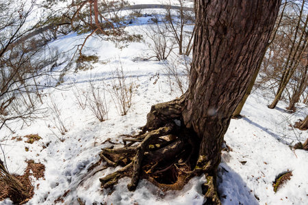 Old pine tree with big roots in the middle of winter nature with fisheye effectの写真素材