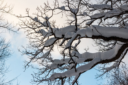 Oak branches covered with a layer of fallen snow against the background of a bluish sky