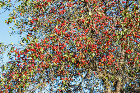 Bright red apples on a wild apple tree against a blue sky