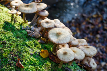 Fallen old tree covered with green moss and overgrown with mushrooms